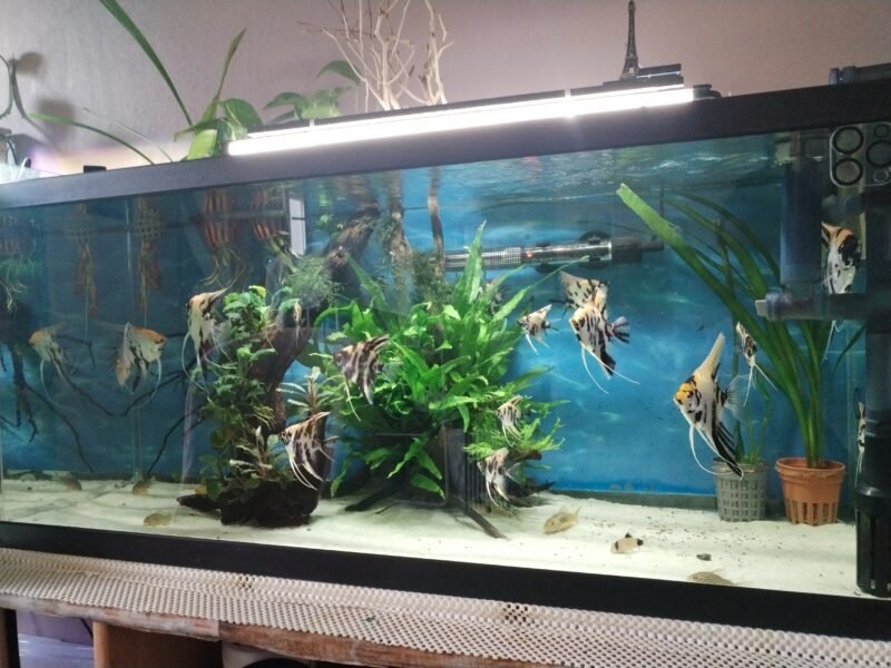 මින් මැදුර සහ මසුන්