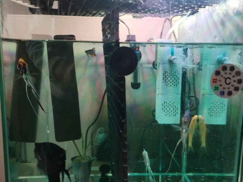 මින් මැදුර සහ මසුන්