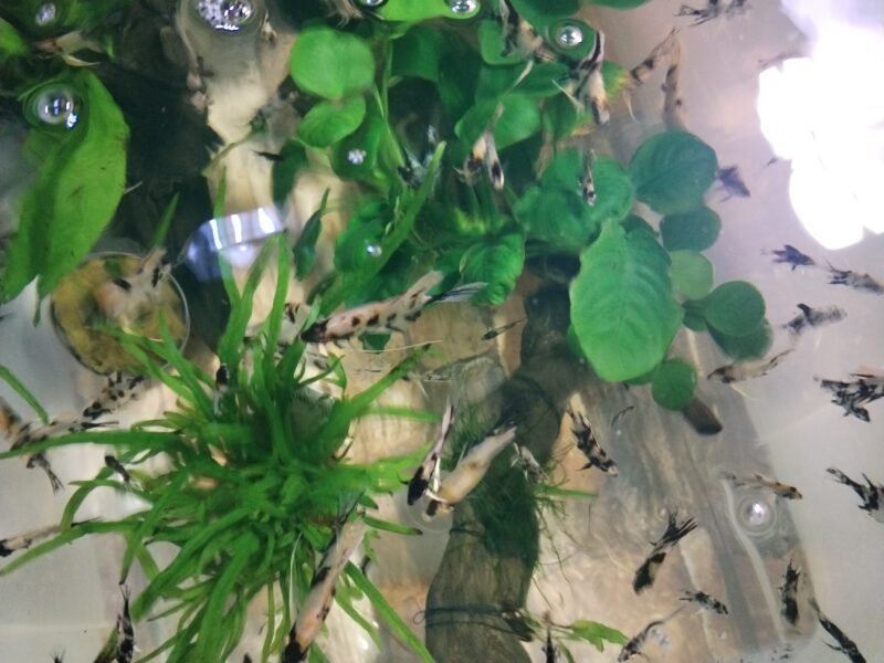 මින් මැදුර සහ මසුන්