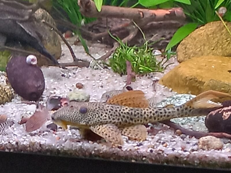 altum discus loricaridé