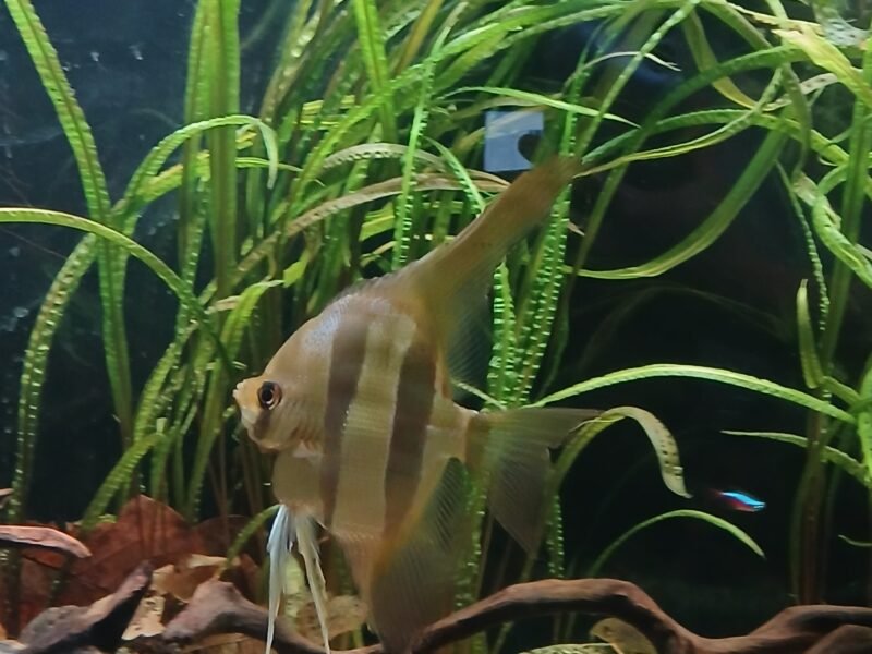 altum discus loricaridé