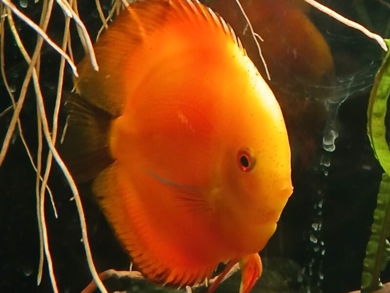 altum discus loricaridé