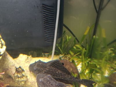 Donne deux ancistrus