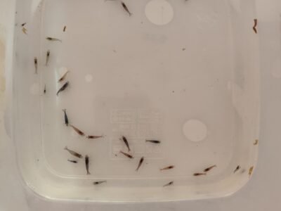 Lot de 30 crevettes neicaridina Davidi rouge déclassées