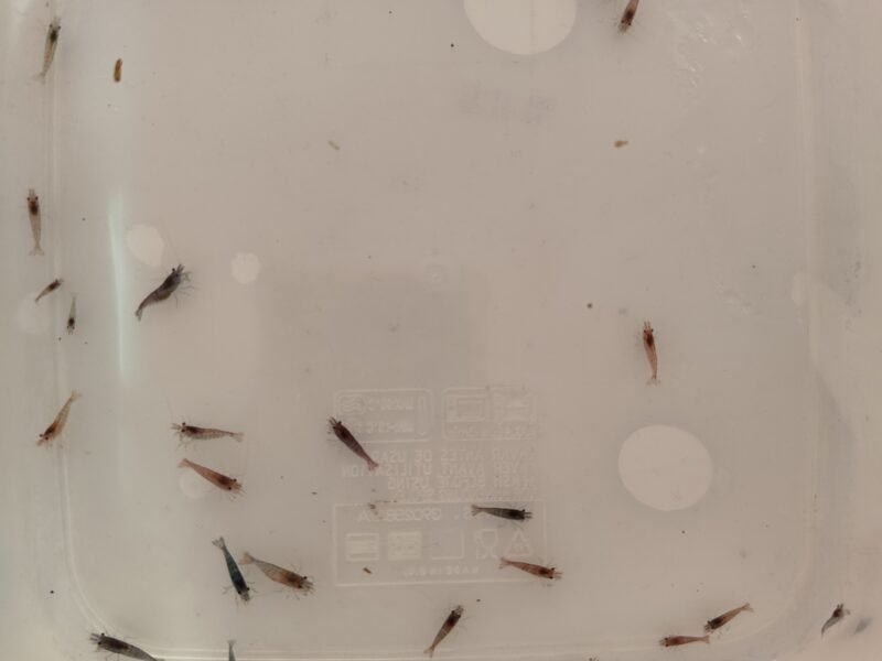 Lot de 30 crevettes neicaridina Davidi rouge déclassées