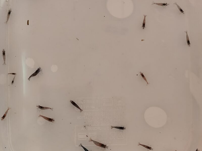 Lot de 30 crevettes neicaridina Davidi rouge déclassées