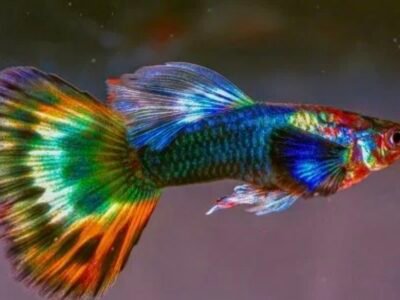 Recherche lot poissons eau douce