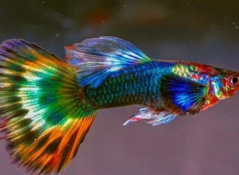 Recherche lot poissons eau douce