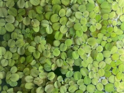 SALVINIA NATANS - PLANTE FLOTTANTE POUR AQUARIUM ET BASSIN