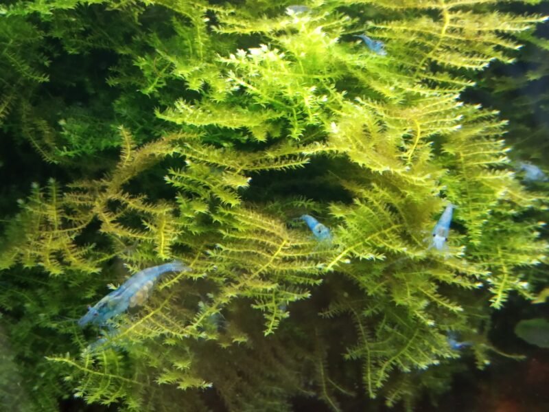 Crevette aquarium blue jelly