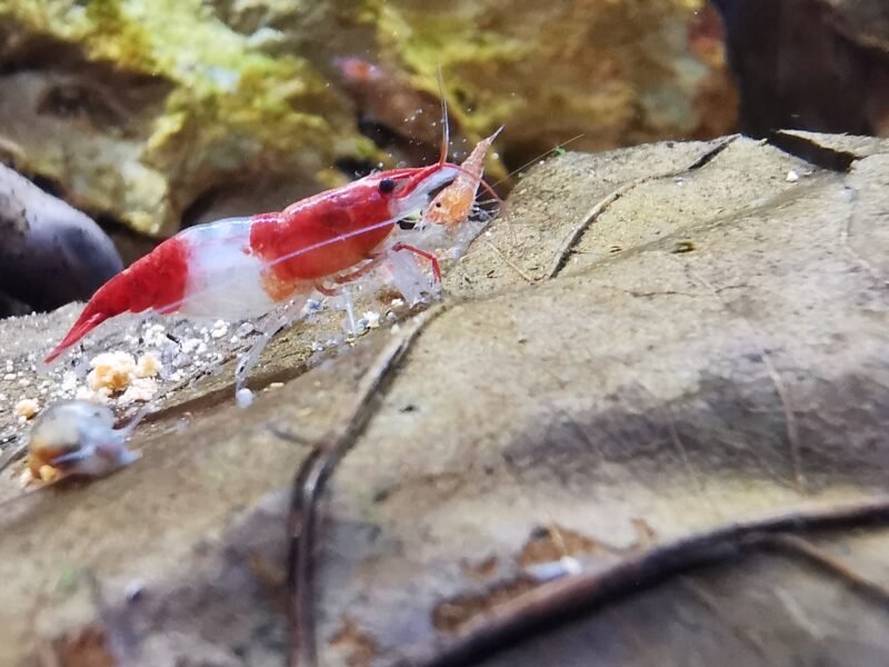 Neocaridina / guppys