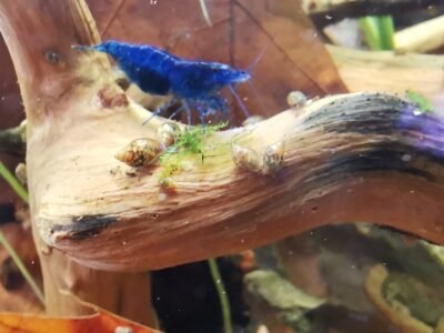 Neocaridina / guppys