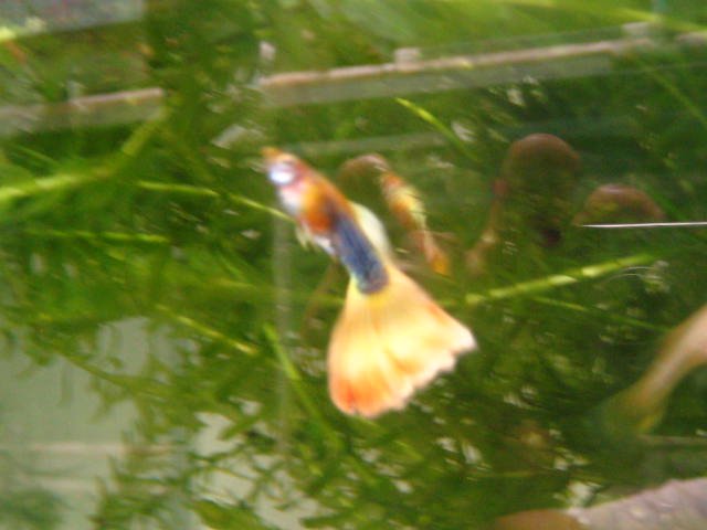 guppy jaune