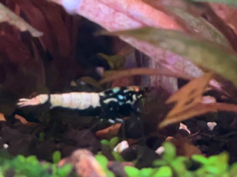 Caridinas cantonensis