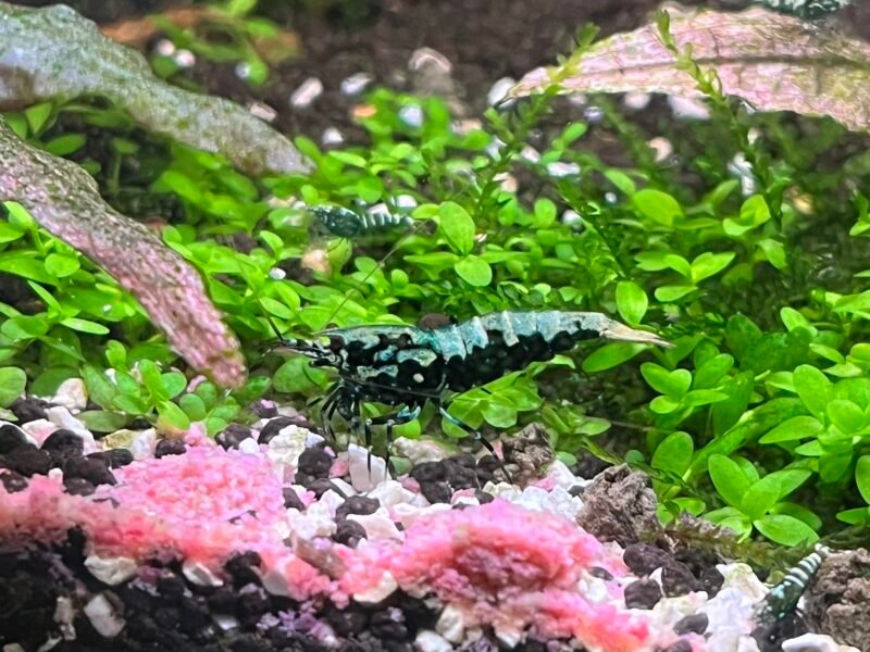 Caridinas cantonensis