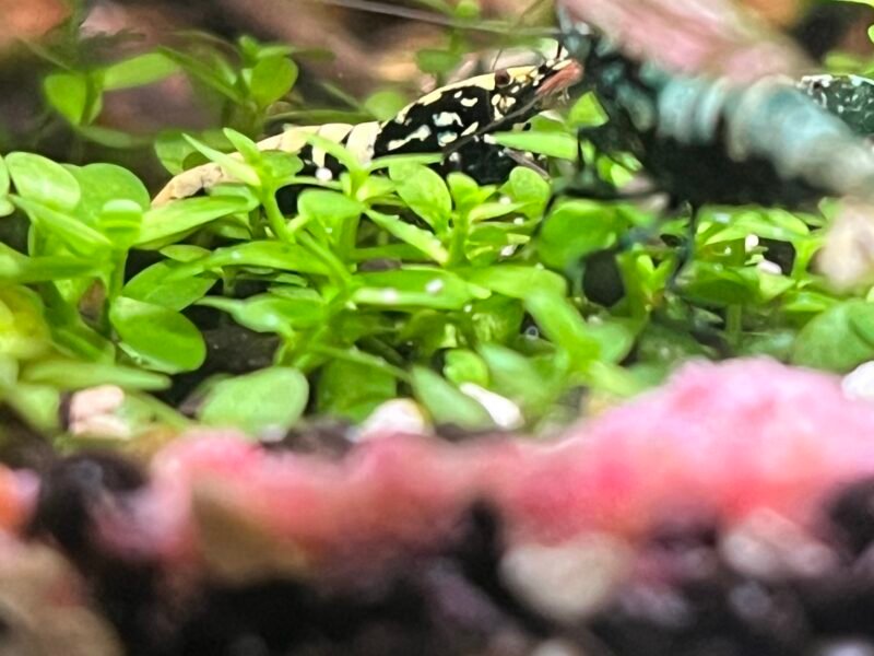 Caridinas cantonensis