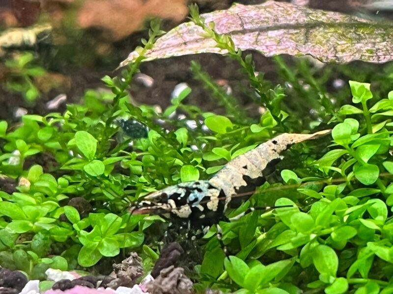 Caridinas cantonensis