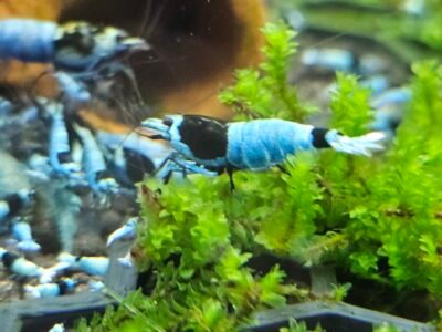 Caridina Mosura blue