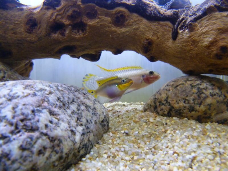 Cichlidé Pelvicachromis taeniatus