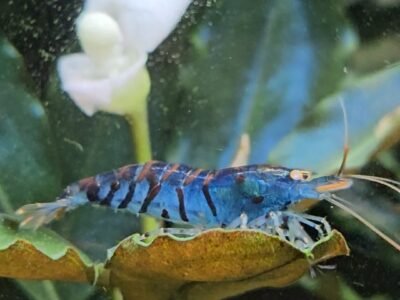 Caridina tiger blue Orange Eyes