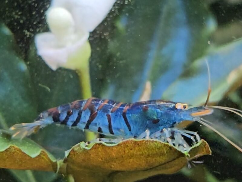 Caridina tiger blue Orange Eyes