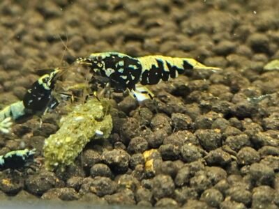 Caridina Galaxy fishbone black