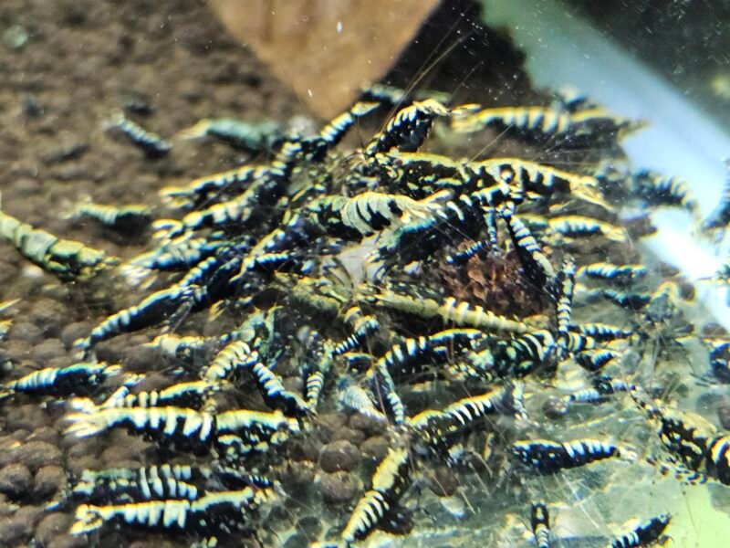 Caridina Galaxy fishbone black