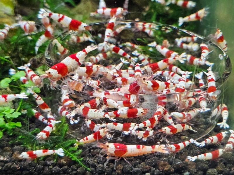 Crevettes caridina Crystal red