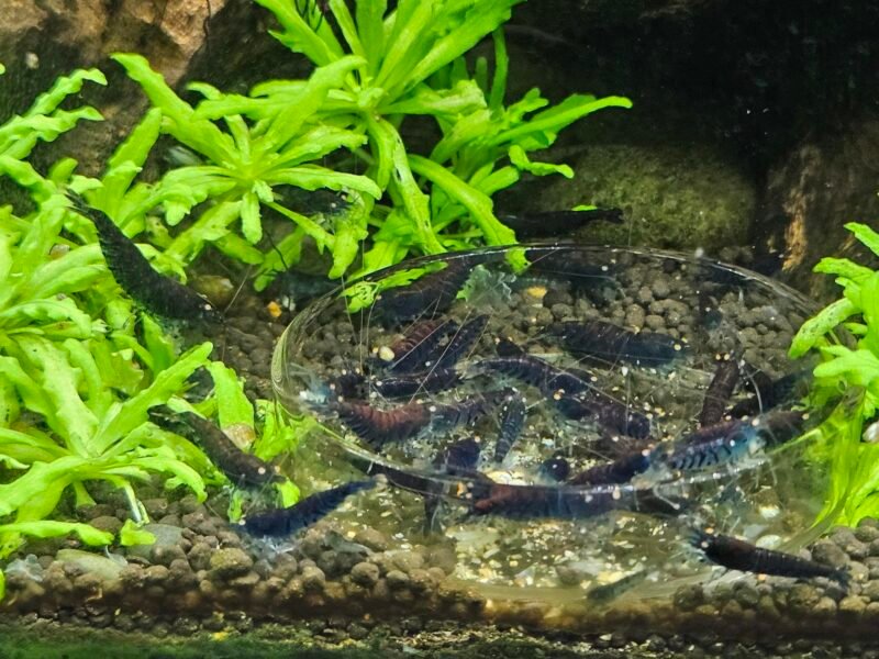 Caridina tiger blue Orange Eyes