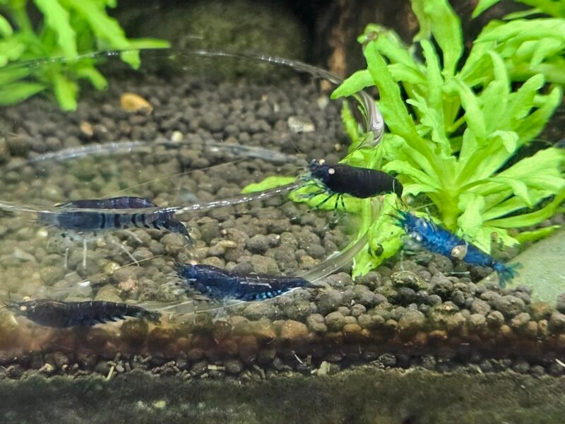 Caridina tiger blue Orange Eyes