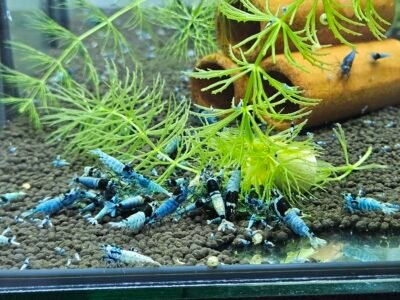 Caridina Mosura blue