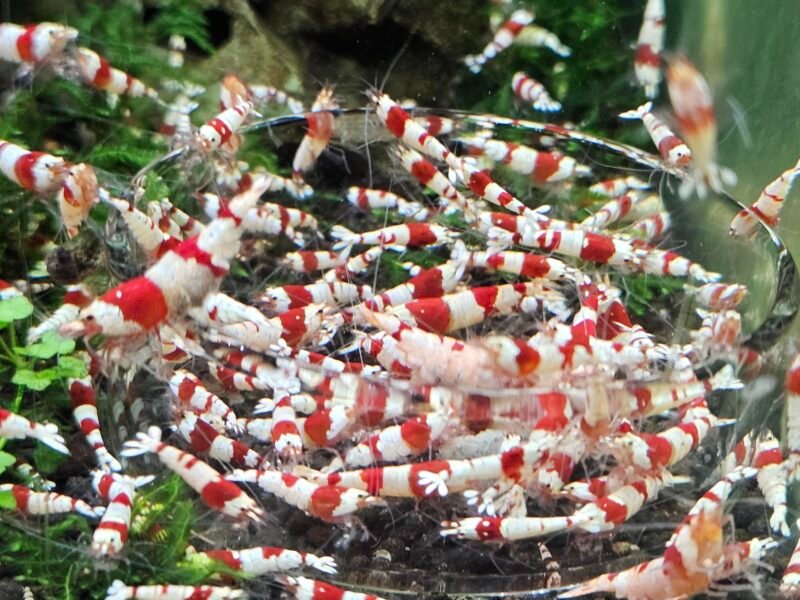 Crevettes caridina Crystal red