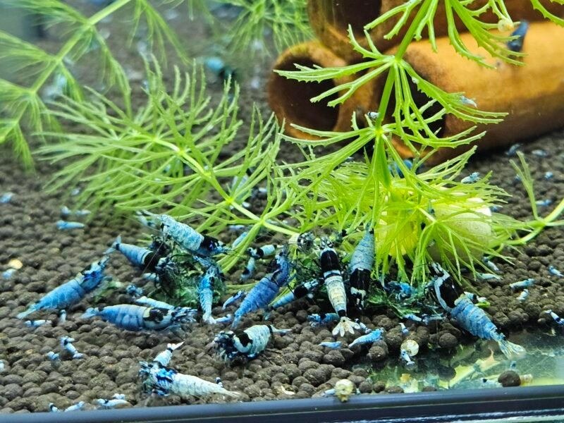 Caridina Mosura blue