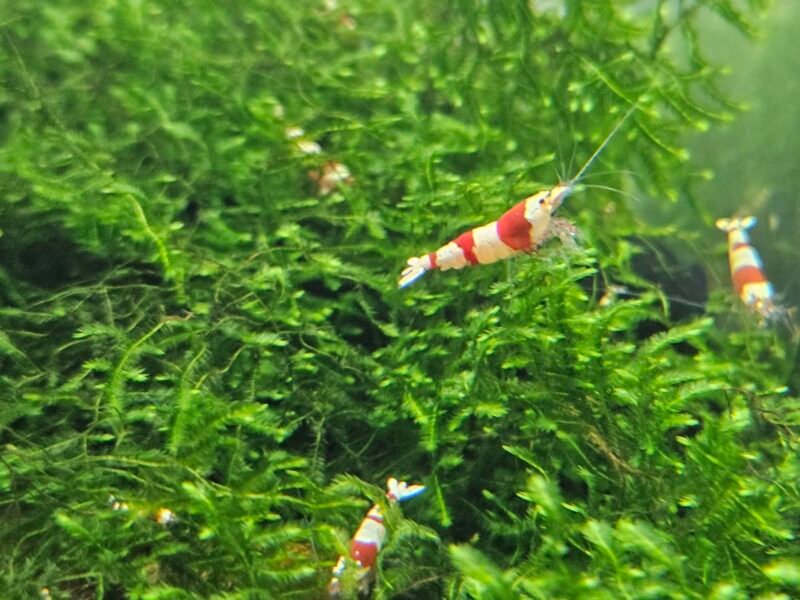 Crevettes caridina Crystal red