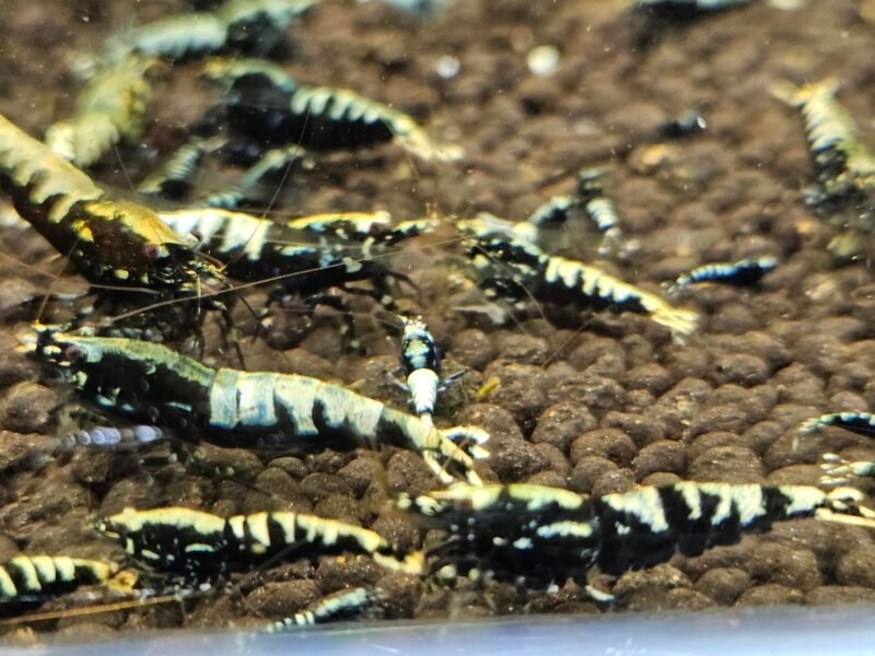 Caridina Galaxy fishbone black