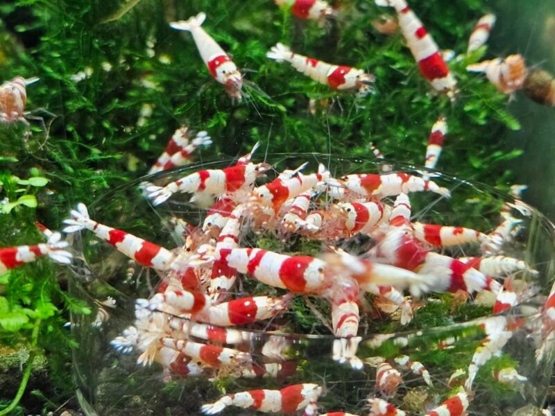 Crevettes caridina Crystal red