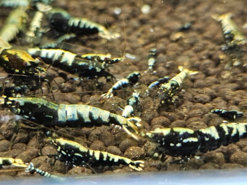 Caridina Galaxy fishbone black