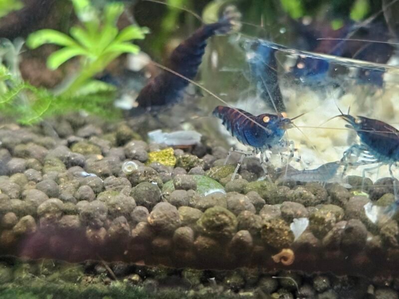 Caridina tiger blue Orange Eyes