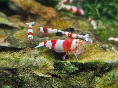 Crevettes caridina Crystal red