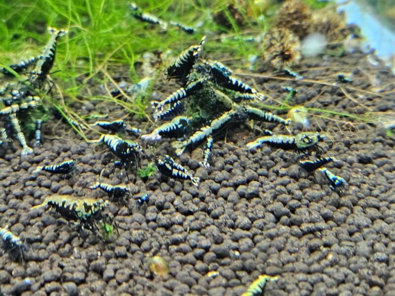 Caridina Galaxy fishbone black