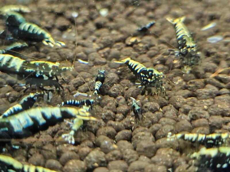 Caridina Galaxy fishbone black