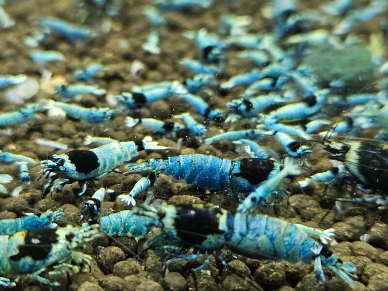Caridina Mosura blue