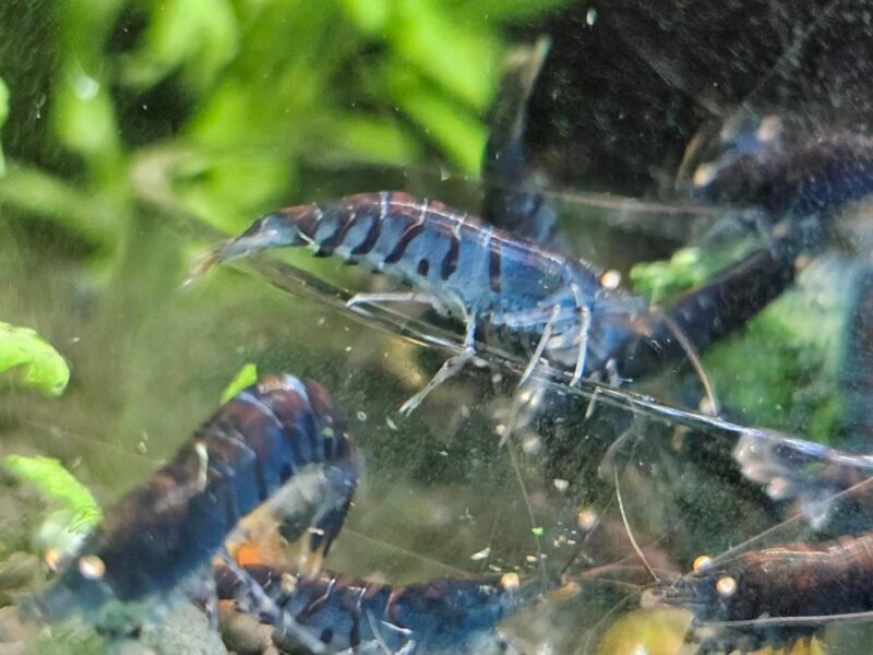 Caridina tiger blue Orange Eyes