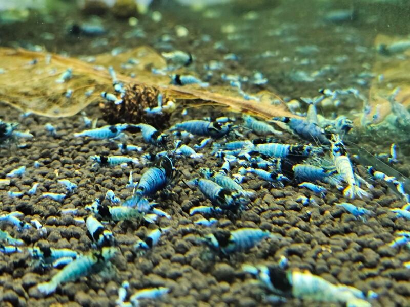 Caridina Mosura blue