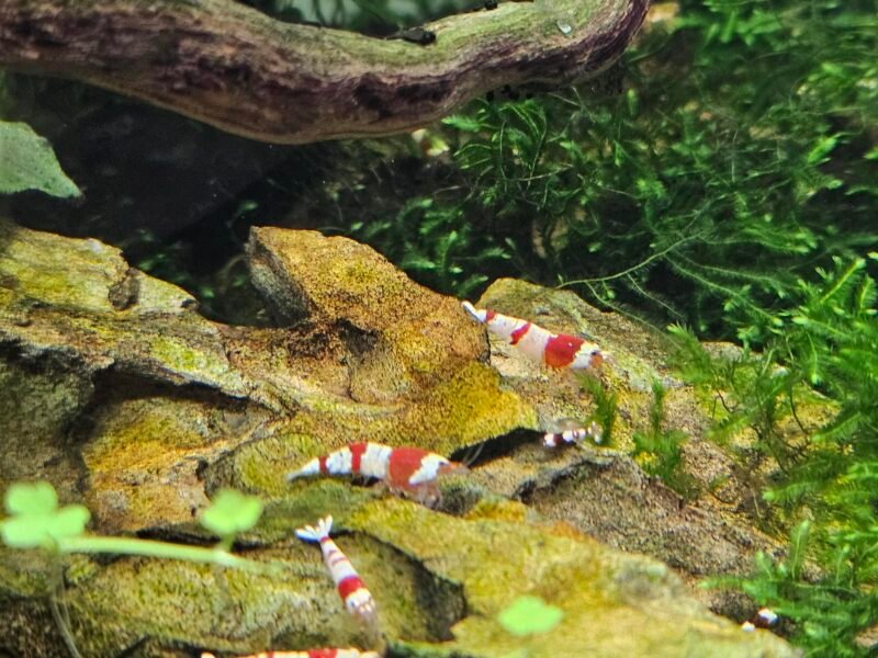 Crevettes caridina Crystal red