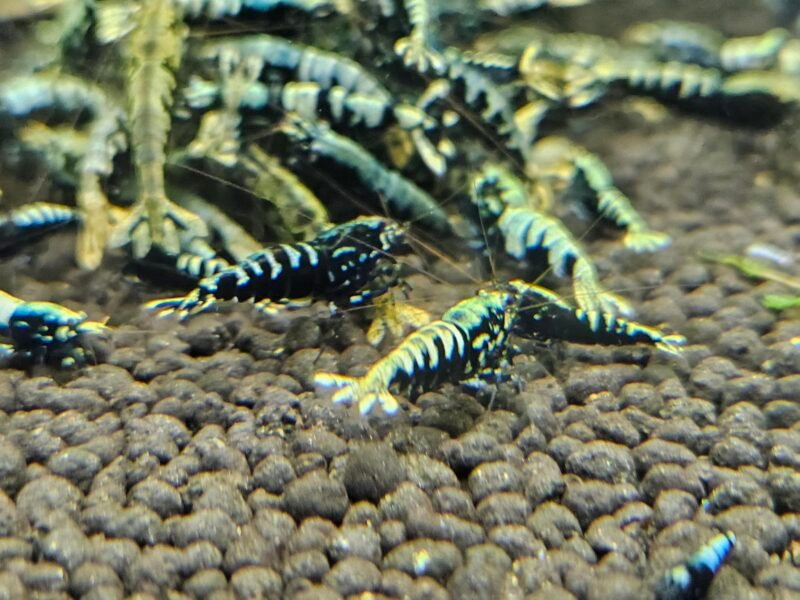 Caridina Galaxy fishbone black