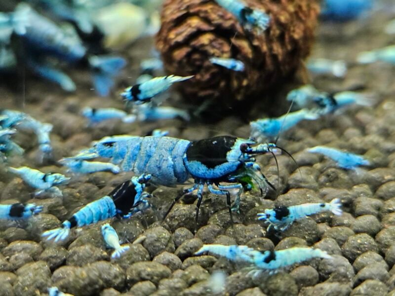 Caridina Mosura blue