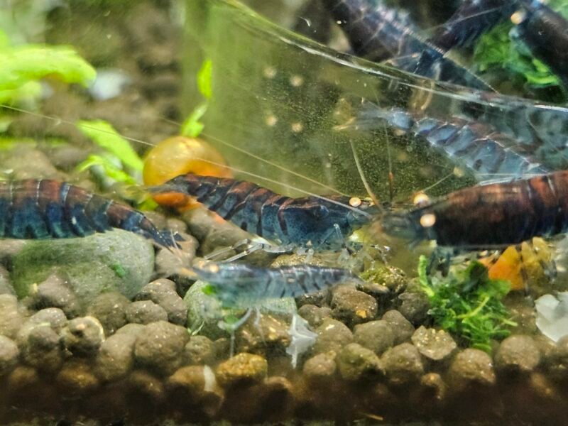 Caridina tiger blue Orange Eyes