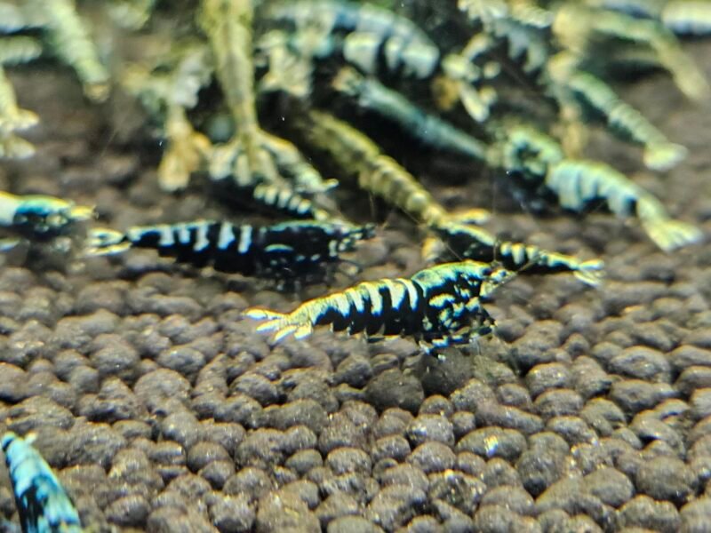 Caridina Galaxy fishbone black