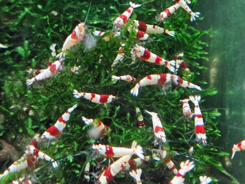 Crevettes caridina Crystal red